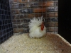 16 True Bantam (Small)