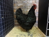 18 Soft Feather (Small)