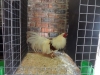 20 Hard Feather (Small)