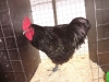Australorp