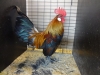 Danish Bantam