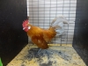 Dutch Bantam
