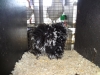 Pekin Frizzle