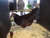 Rhode Island Bantam