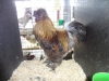 Silkie