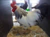 Sussex Bantam