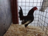 2 Best Hard Feather Bantam