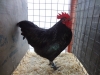 4 Best Soft Feather Bantam
