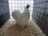 6 Best True Bantam
