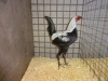 12 Best Hard Feather Bantam