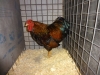 18 Best Soft Feather Bantam