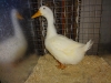 22 Best Waterfowl