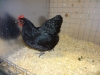 Australorp Bantam