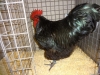 Australorp