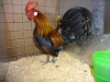 Danish Bantam
