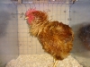 Frizzle