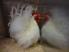 Japanese Silk Feathered