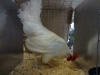 Leghorn Bantam