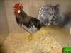 Leghorn