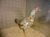 Malay Bantam