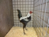 Modern Game Bantam