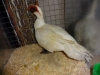 Muscovy Duck