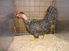 Naked Neck Bantam