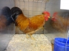 New Hampshire Bantam