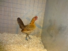 Old English Game Bantam