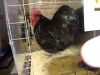 Orpinton Bantam