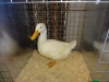 Pekin Duck