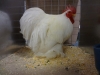 Pekin