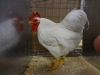Plymouth Rock Bantam