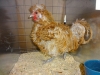Polish Frizzle