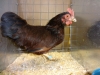 Rhode Island Red Bantam
