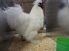 Silkie