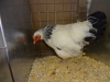 Sussex Bantam