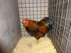 Wyandotte Bantam
