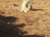 11 (Small)